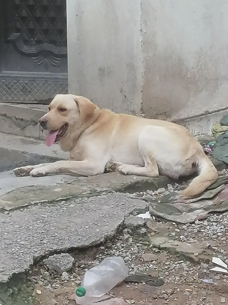 labrador Male Dog Looking For A new Sweet Home — photo 3