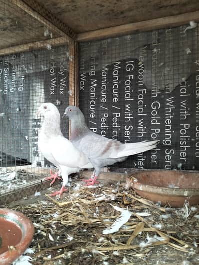 Saleta Breeder pair
