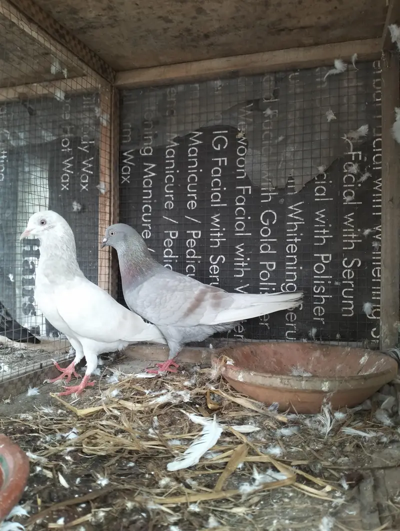 Saleta Breeder pair — photo 3
