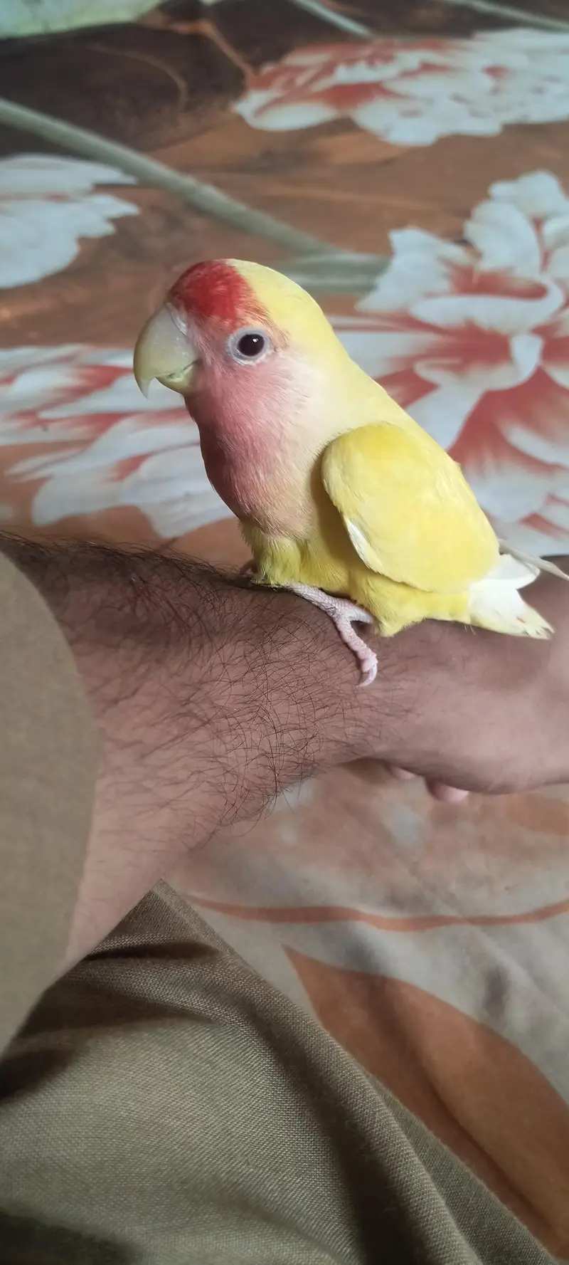 fully hand tame and very playful lotino lovebird