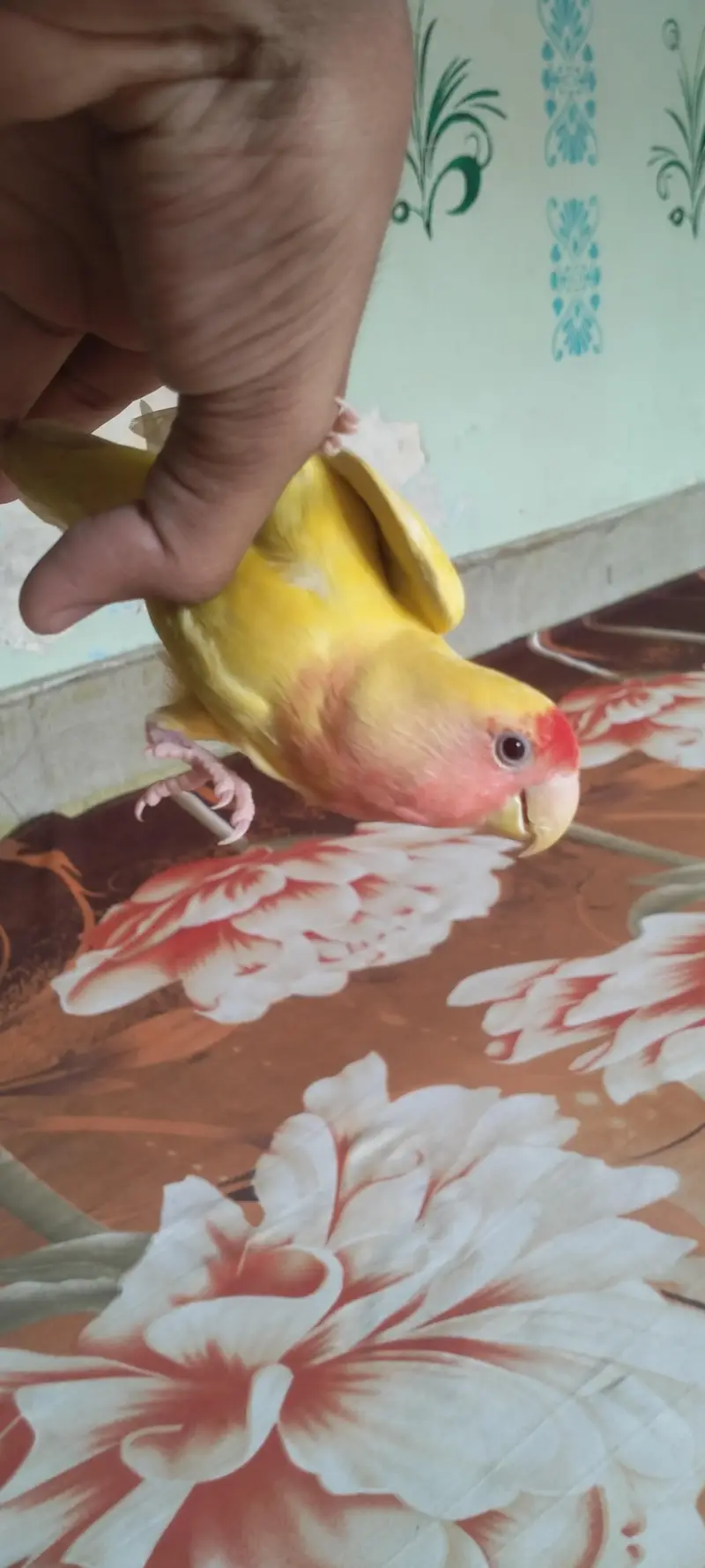 fully hand tame and very playful lotino lovebird — photo 2