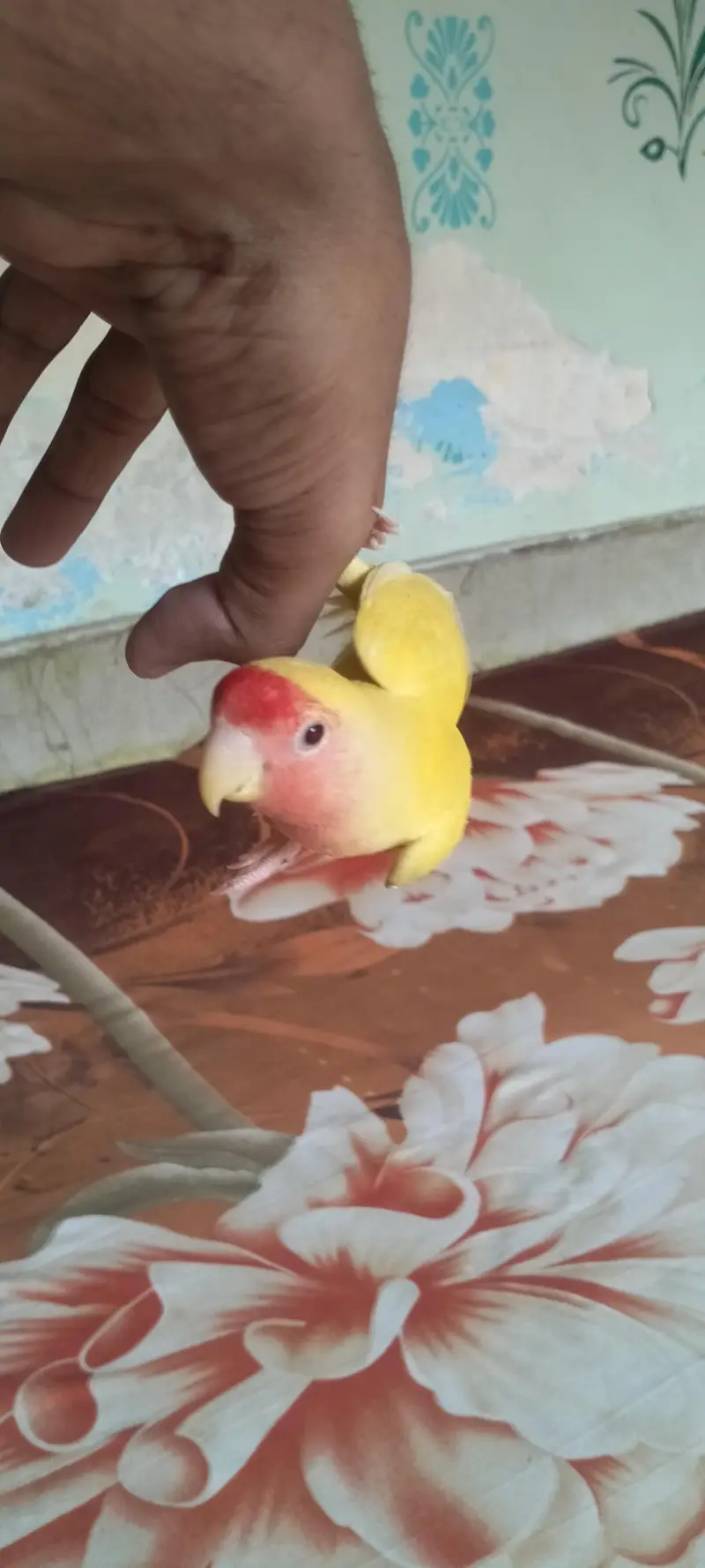 fully hand tame and very playful lotino lovebird — photo 3