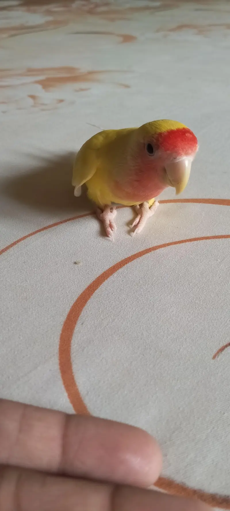 fully hand tame and very playful lotino lovebird — photo 4