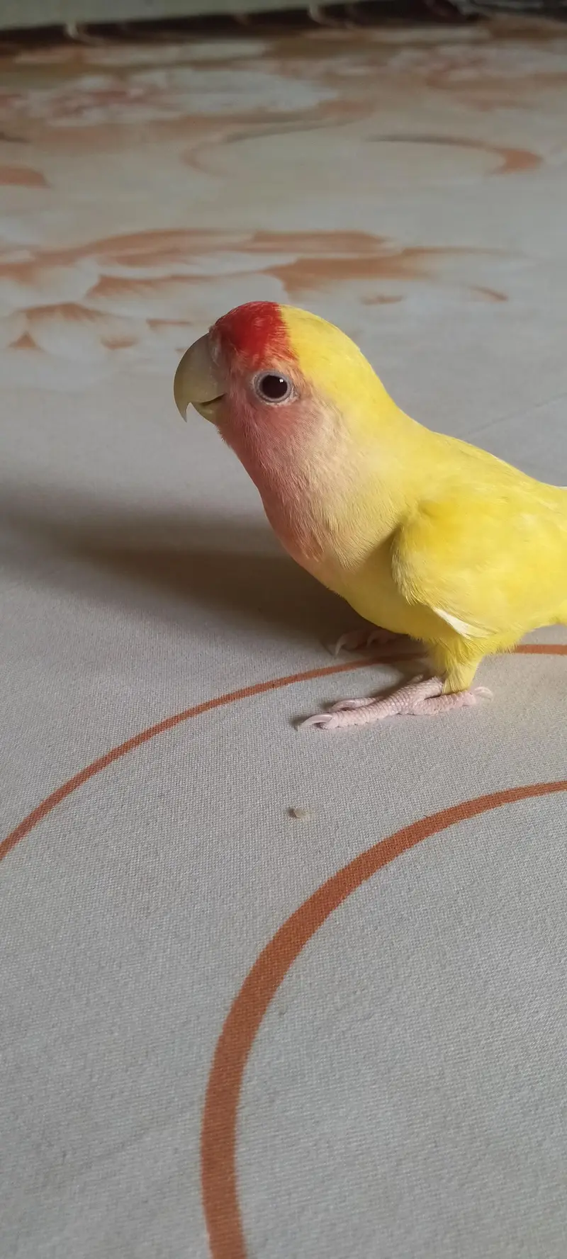 fully hand tame and very playful lotino lovebird — photo 5