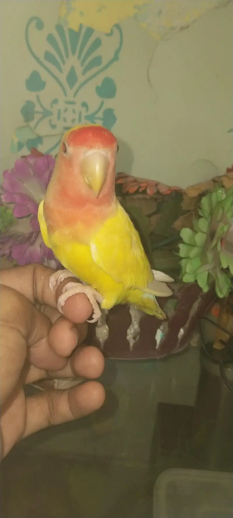 fully hand tame and very playful lotino lovebird — photo 6