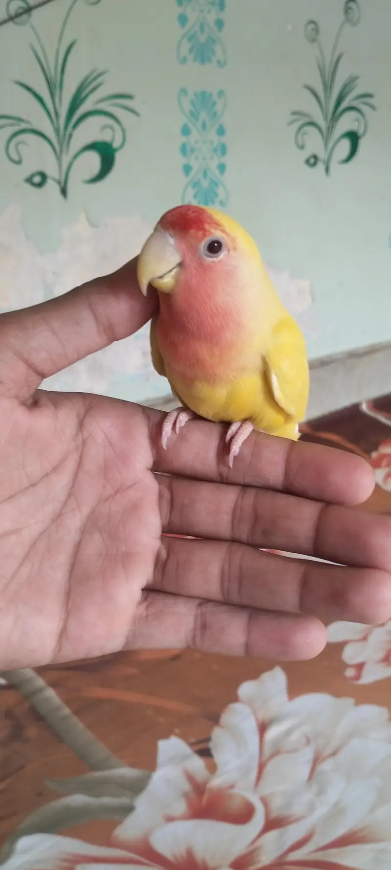 fully hand tame and very playful lotino lovebird — photo 7