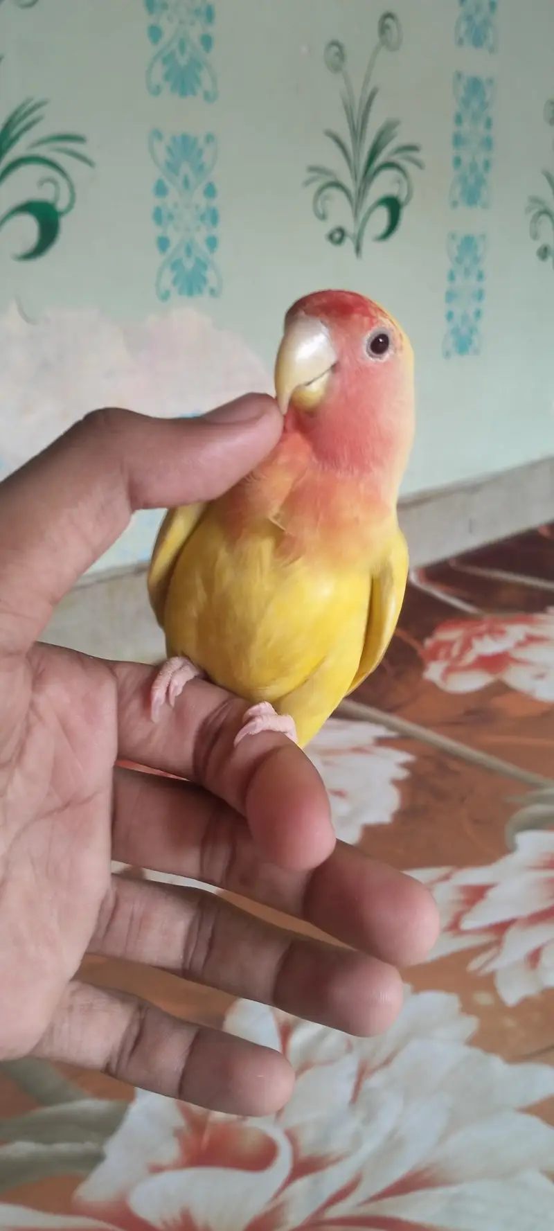 fully hand tame and very playful lotino lovebird — photo 8