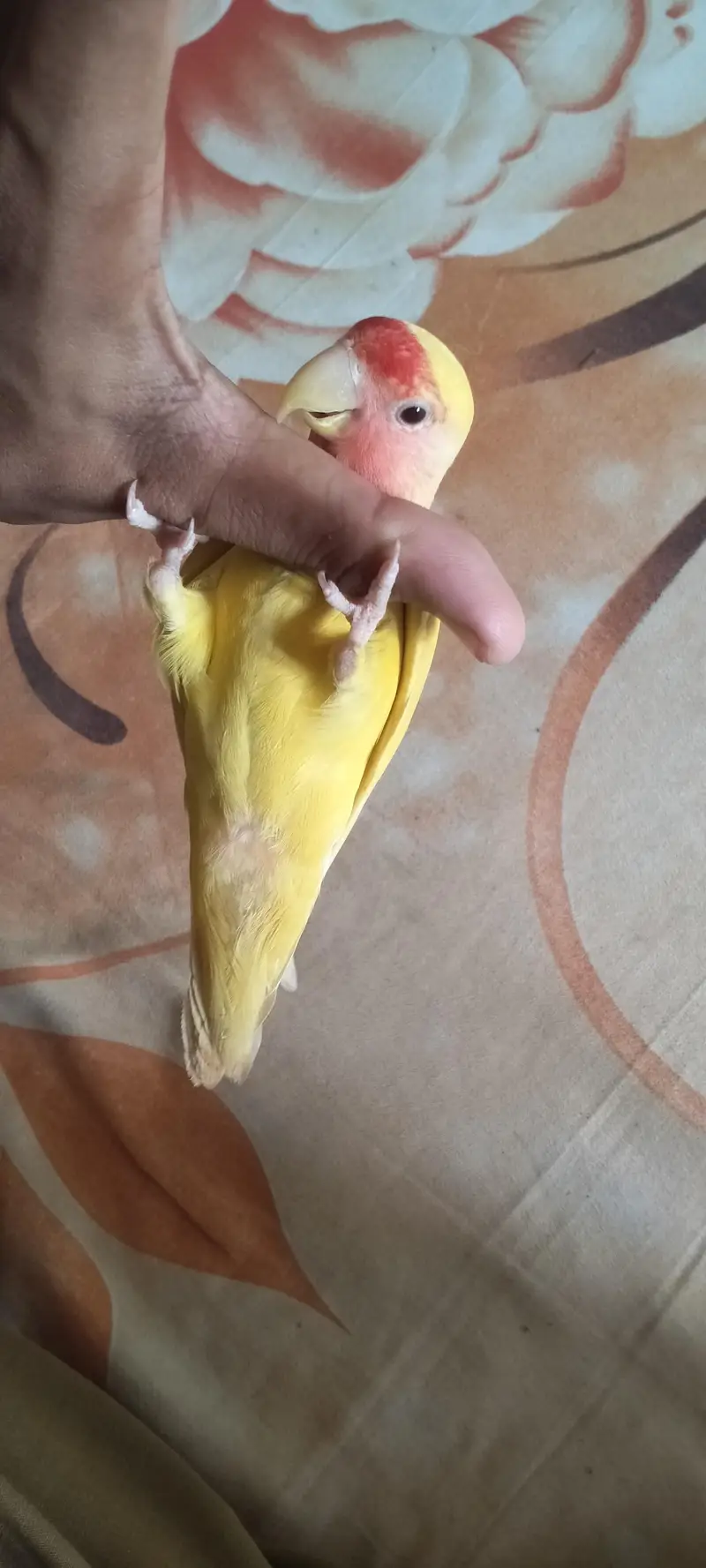 fully hand tame and very playful lotino lovebird — photo 9