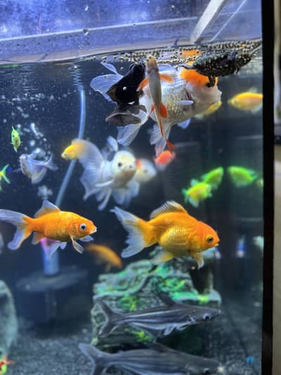 FISH PAIRS WITH AQUARIUM