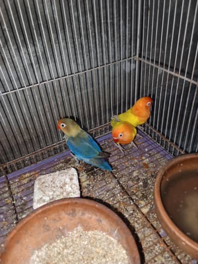 3 peace off love birds, 1 peair + 1 femal + with cage. 
