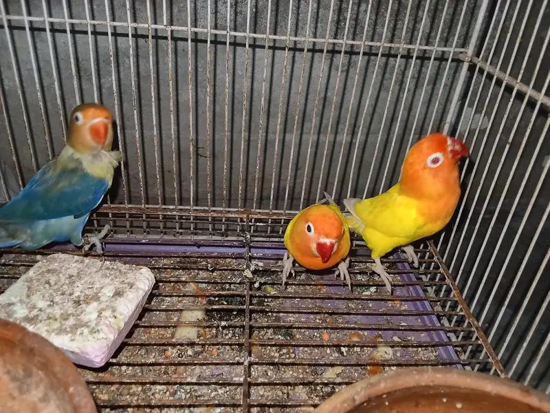 3 peace off love birds, 1 peair + 1 femal + with cage.  — photo 2