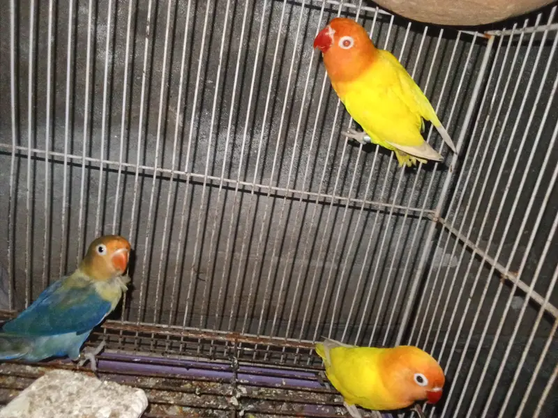 3 peace off love birds, 1 peair + 1 femal + with cage.  — photo 3