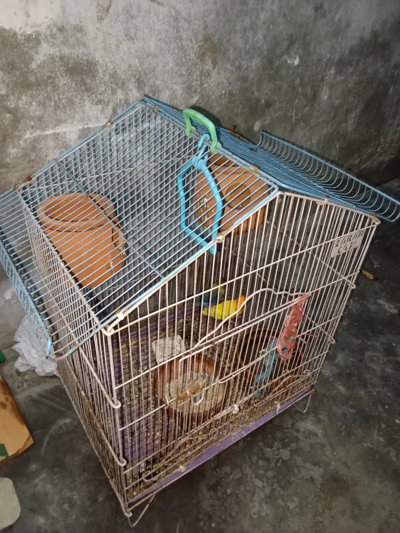 3 peace off love birds, 1 peair + 1 femal + with cage.  — photo 4