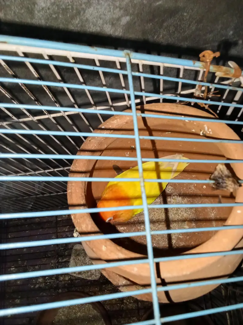 3 peace off love birds, 1 peair + 1 femal + with cage.  — photo 5