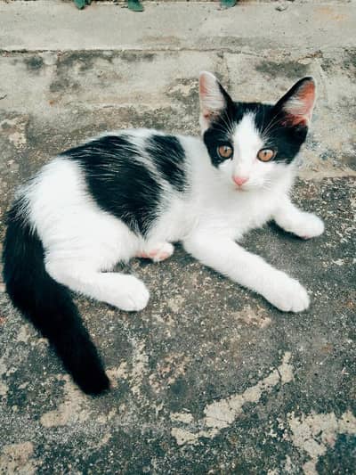 British Shorthair (Tuxedo) Kitten's Best Low Price Offer