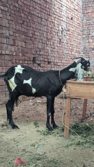 betal Bakri