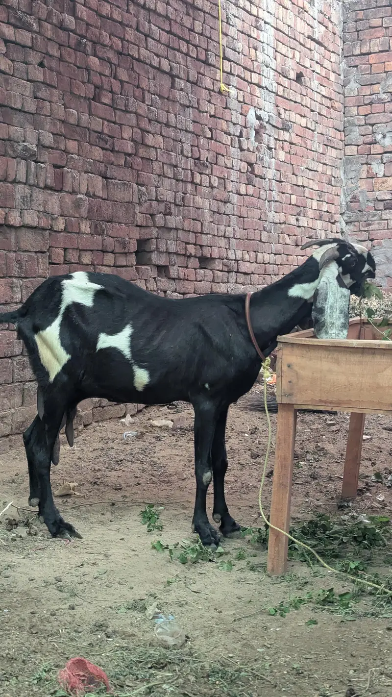 betal Bakri
