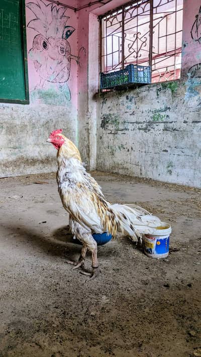 aseel murga top quality choras nalli
