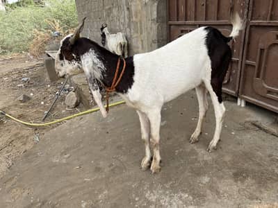 Beautiful bakri for sell