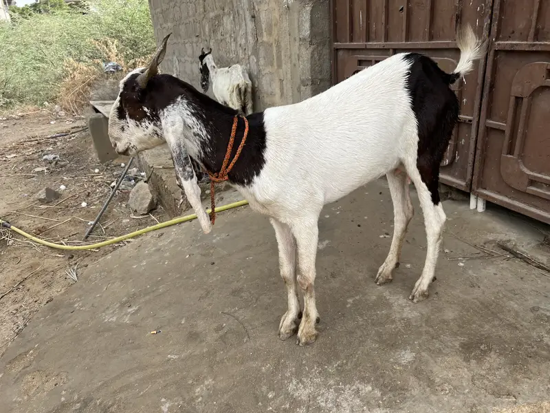 Beautiful bakri for sell