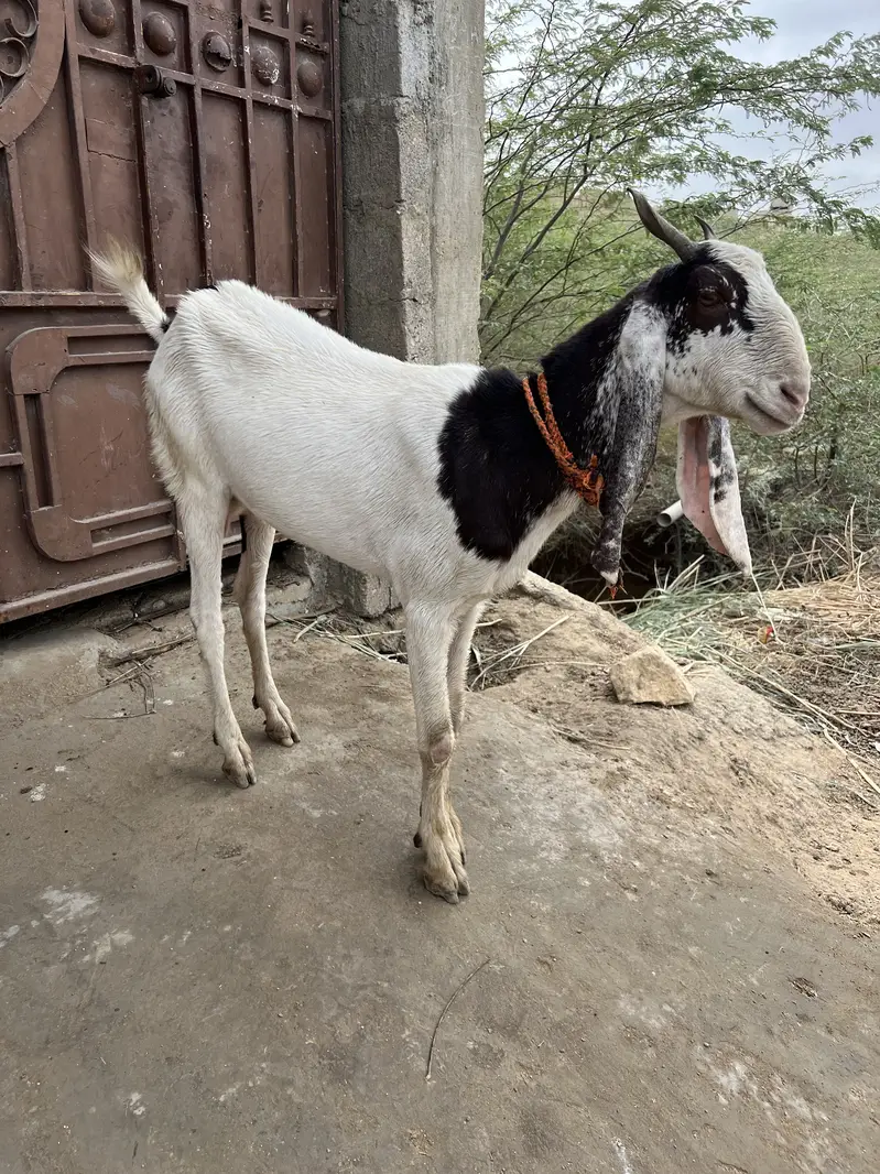 Beautiful bakri for sell — photo 2