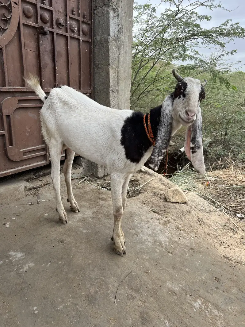 Beautiful bakri for sell — photo 3