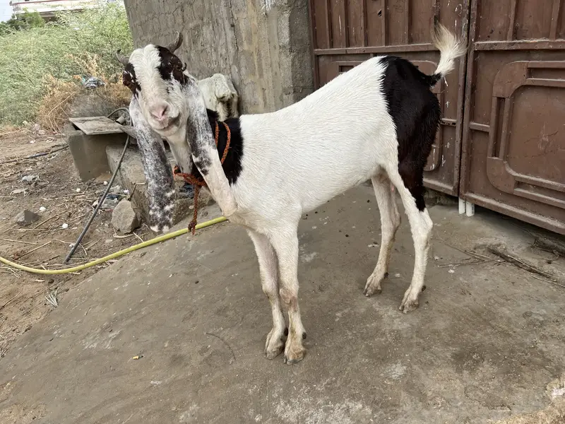 Beautiful bakri for sell — photo 4