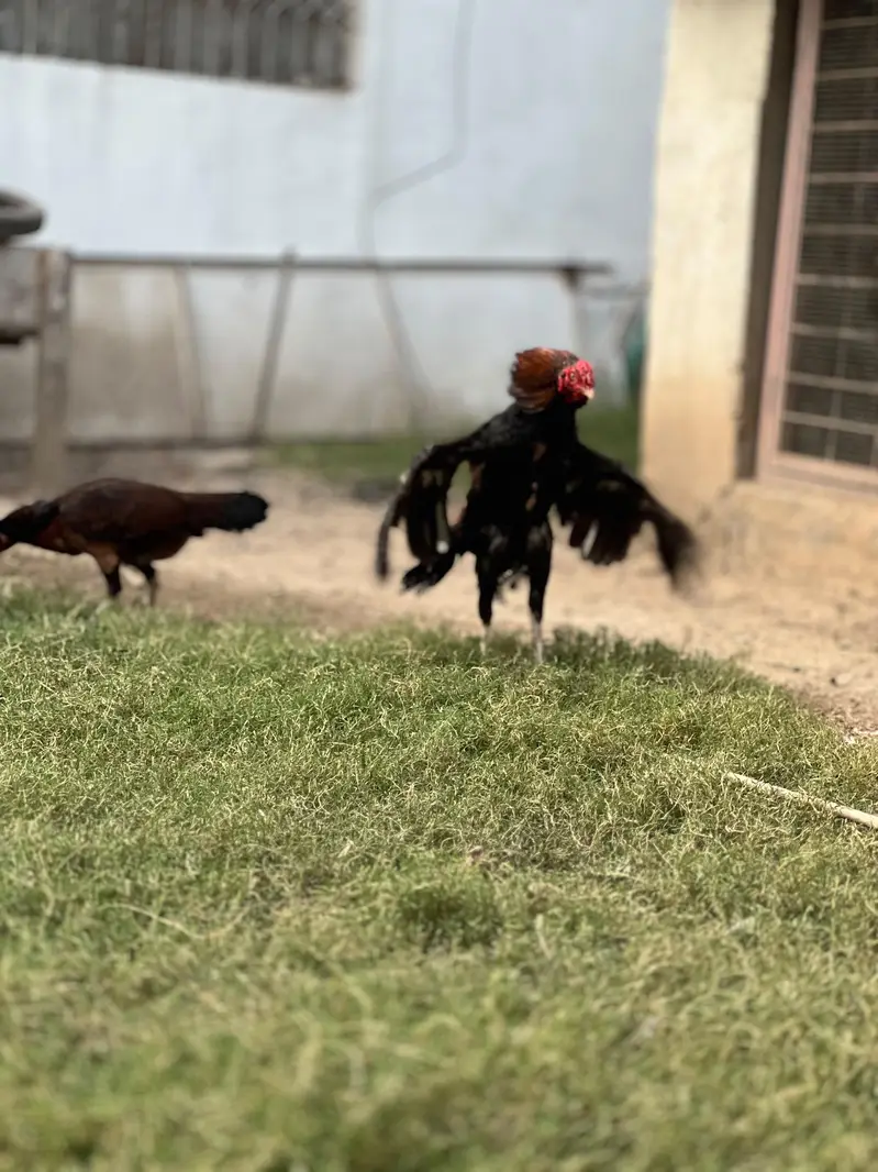 Aseel pair for sale