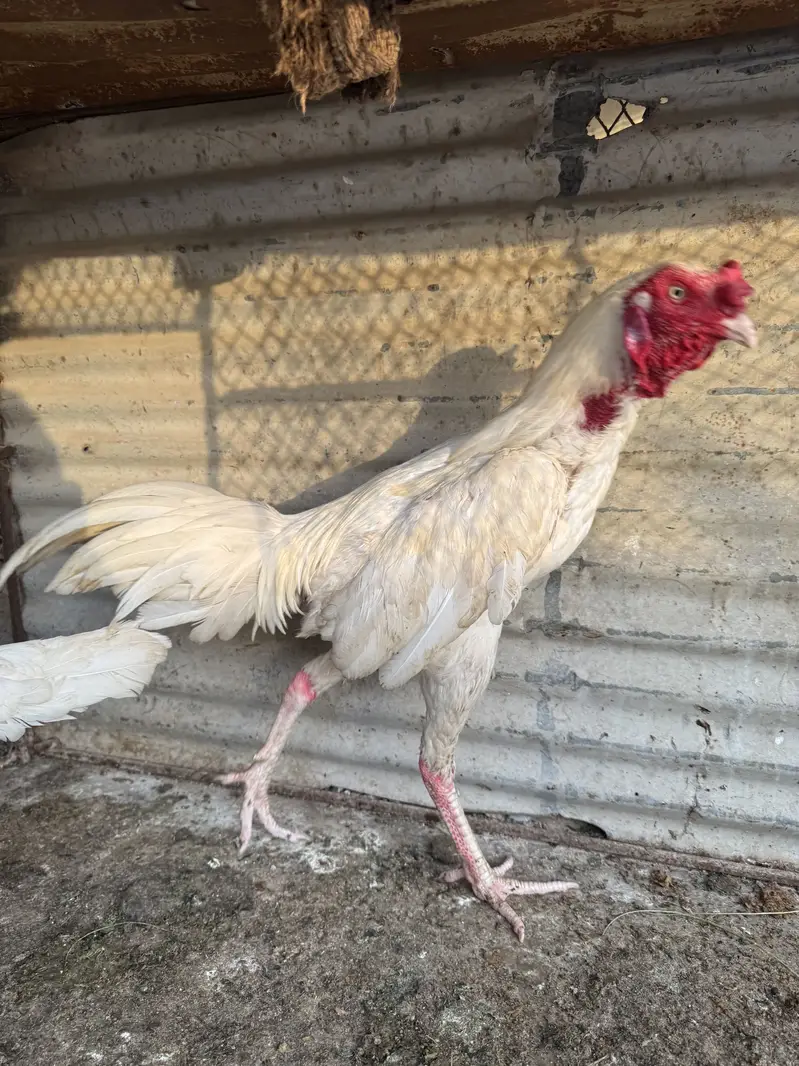 White sanyasi hira pair — photo 2