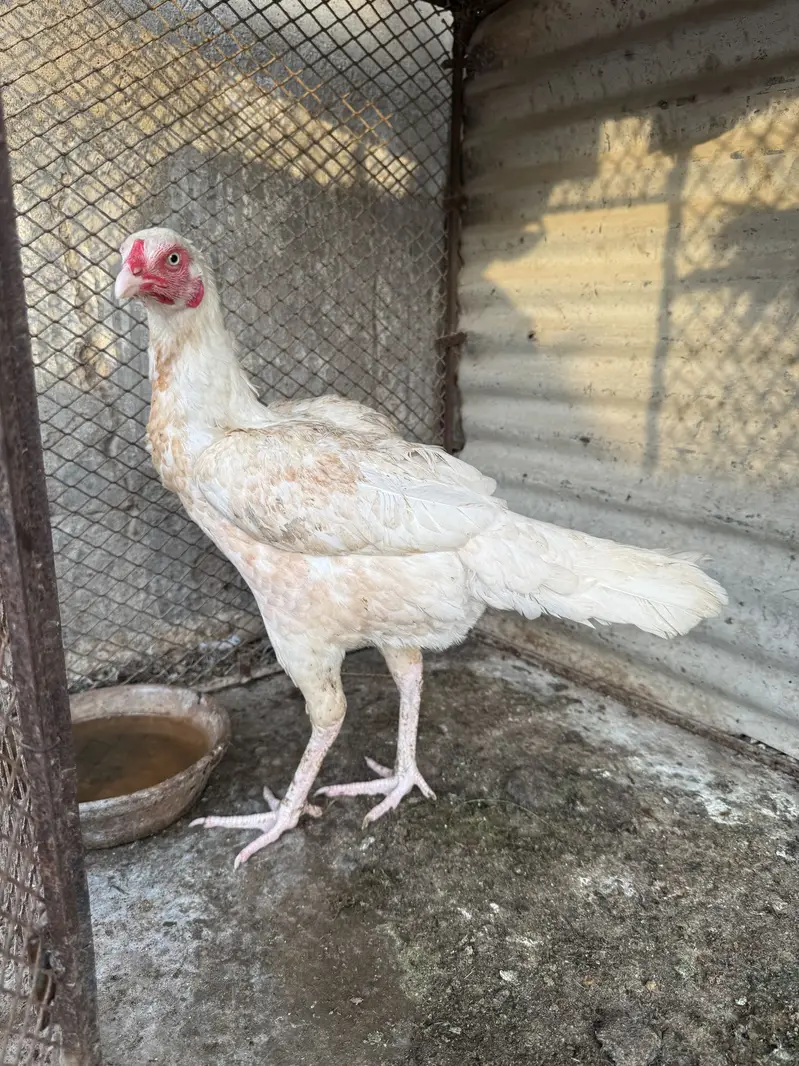 White sanyasi hira pair — photo 3