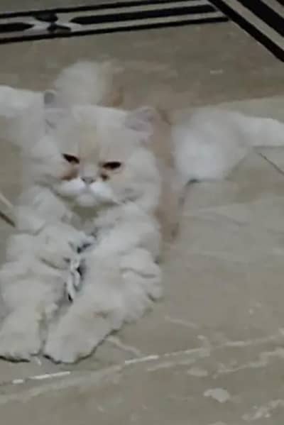 punch face male cat stud only for matting services