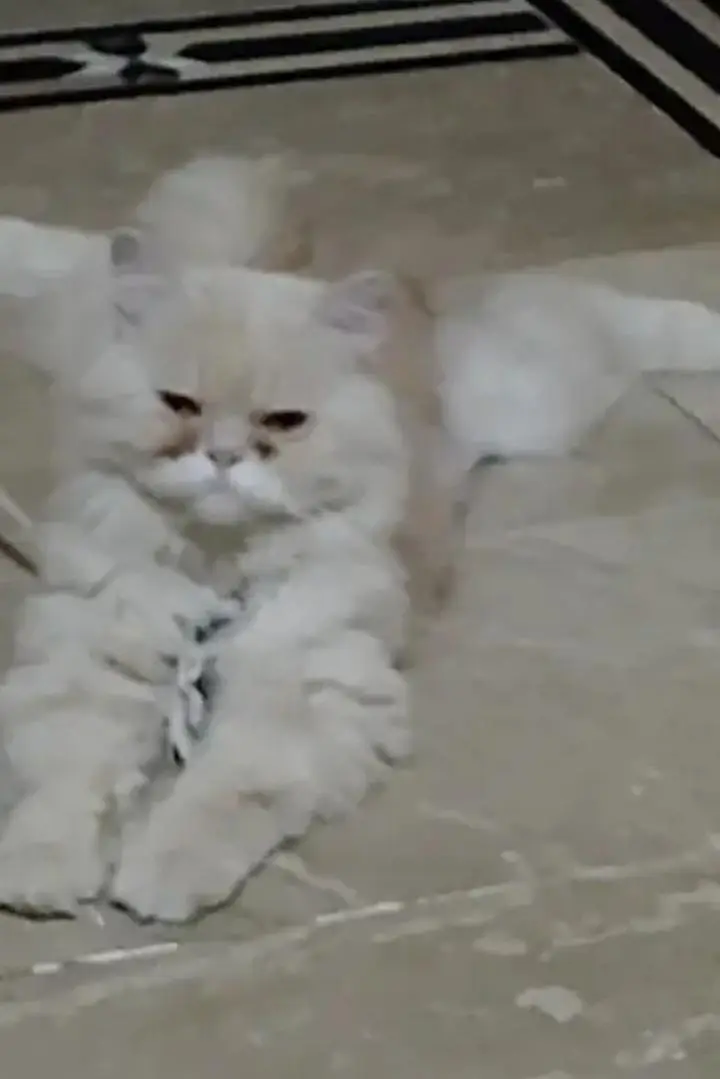 punch face male cat stud only for matting services