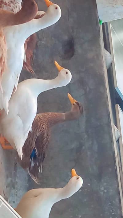 DUKS FOR SALE IN LAHORE 1 MALE 3 FEMALE
