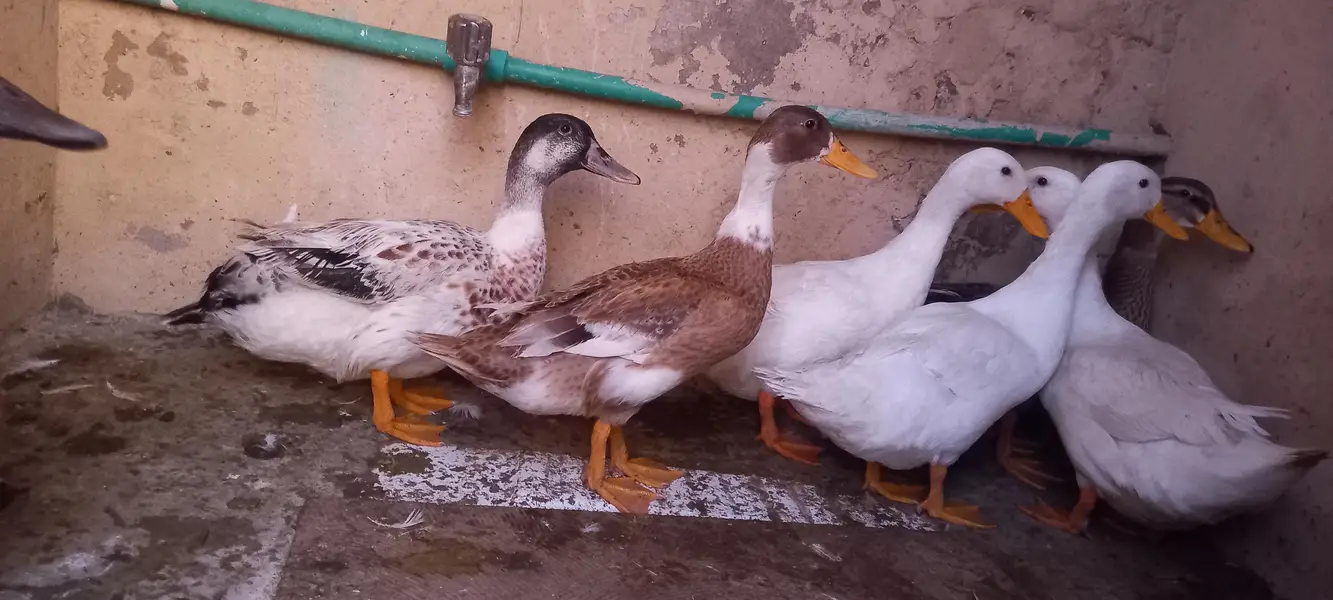 DUKS FOR SALE IN LAHORE 1 MALE 3 FEMALE — photo 2