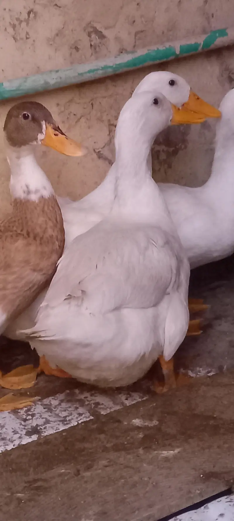 DUKS FOR SALE IN LAHORE 1 MALE 3 FEMALE — photo 3