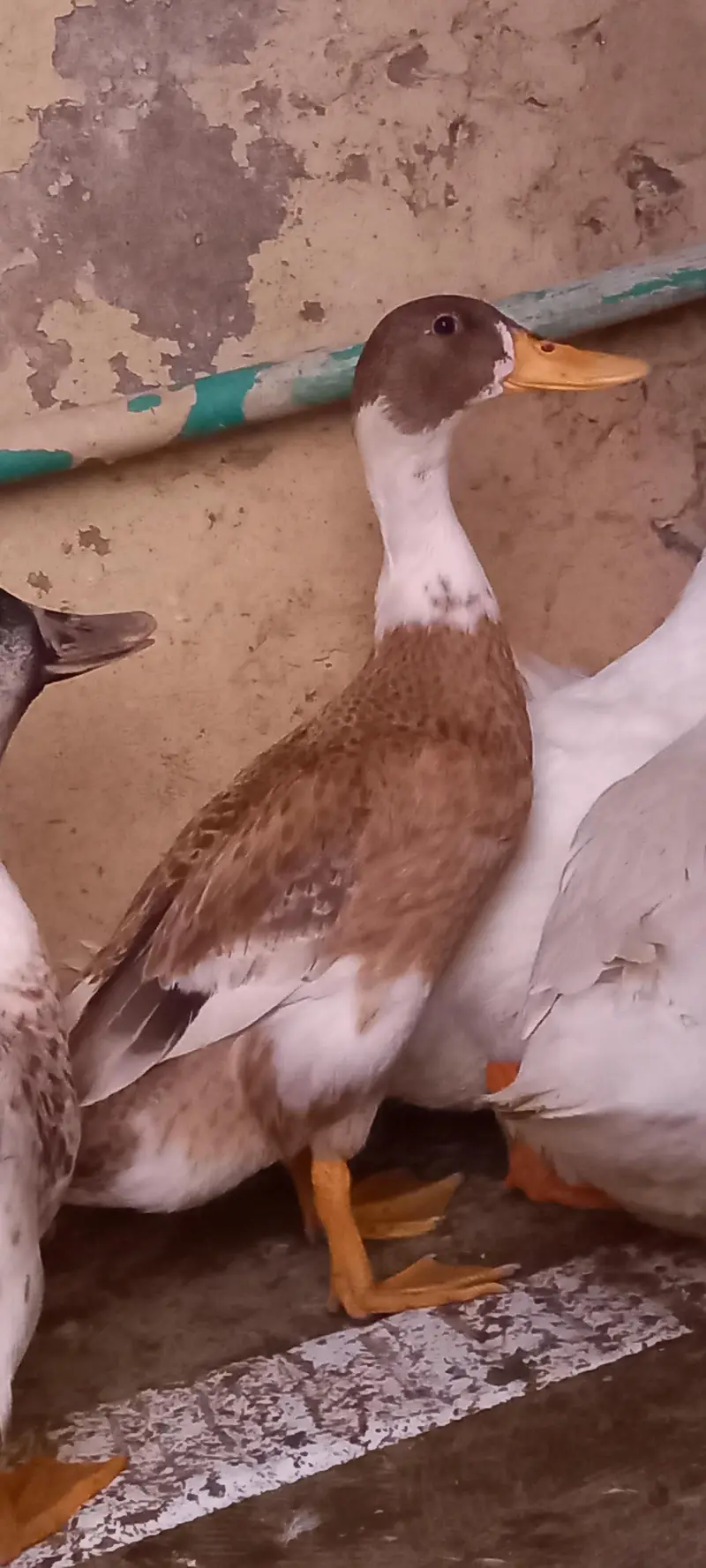 DUKS FOR SALE IN LAHORE 1 MALE 3 FEMALE — photo 4