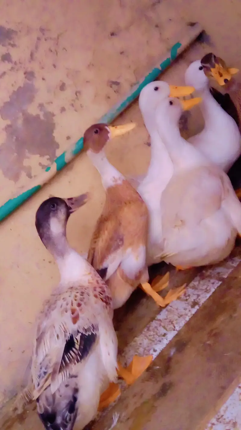 DUKS FOR SALE IN LAHORE 1 MALE 3 FEMALE — photo 6