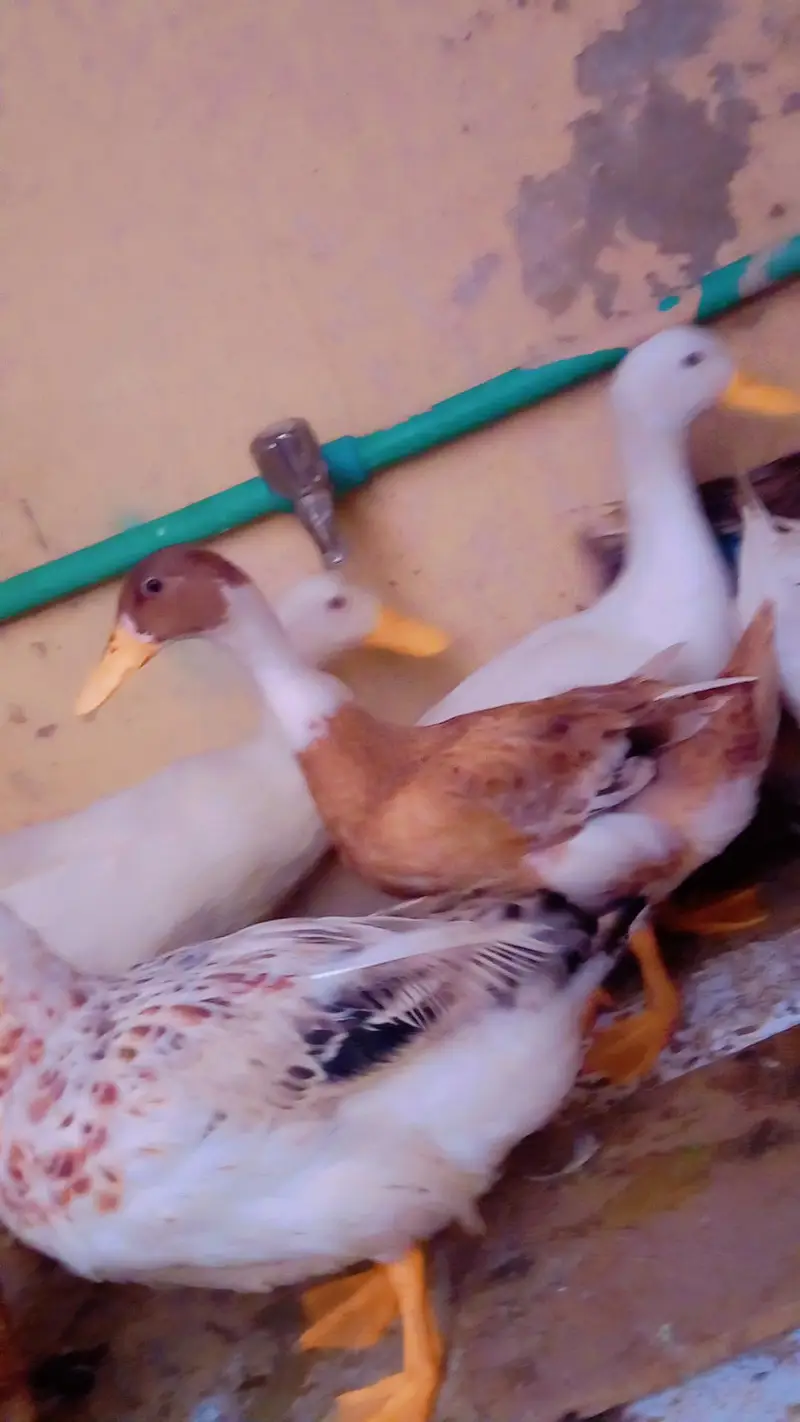 DUKS FOR SALE IN LAHORE 1 MALE 3 FEMALE — photo 7