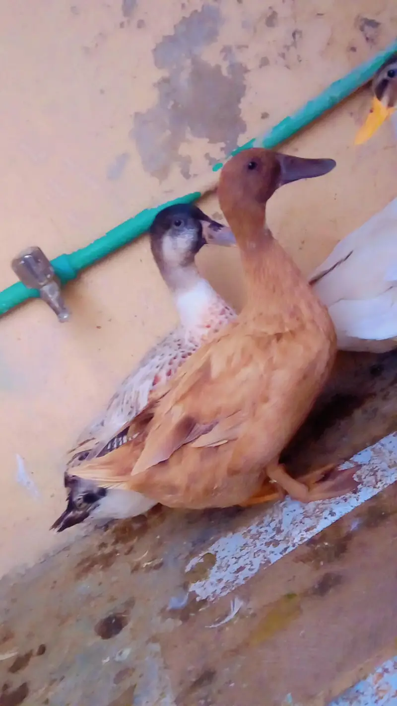 DUKS FOR SALE IN LAHORE 1 MALE 3 FEMALE — photo 8