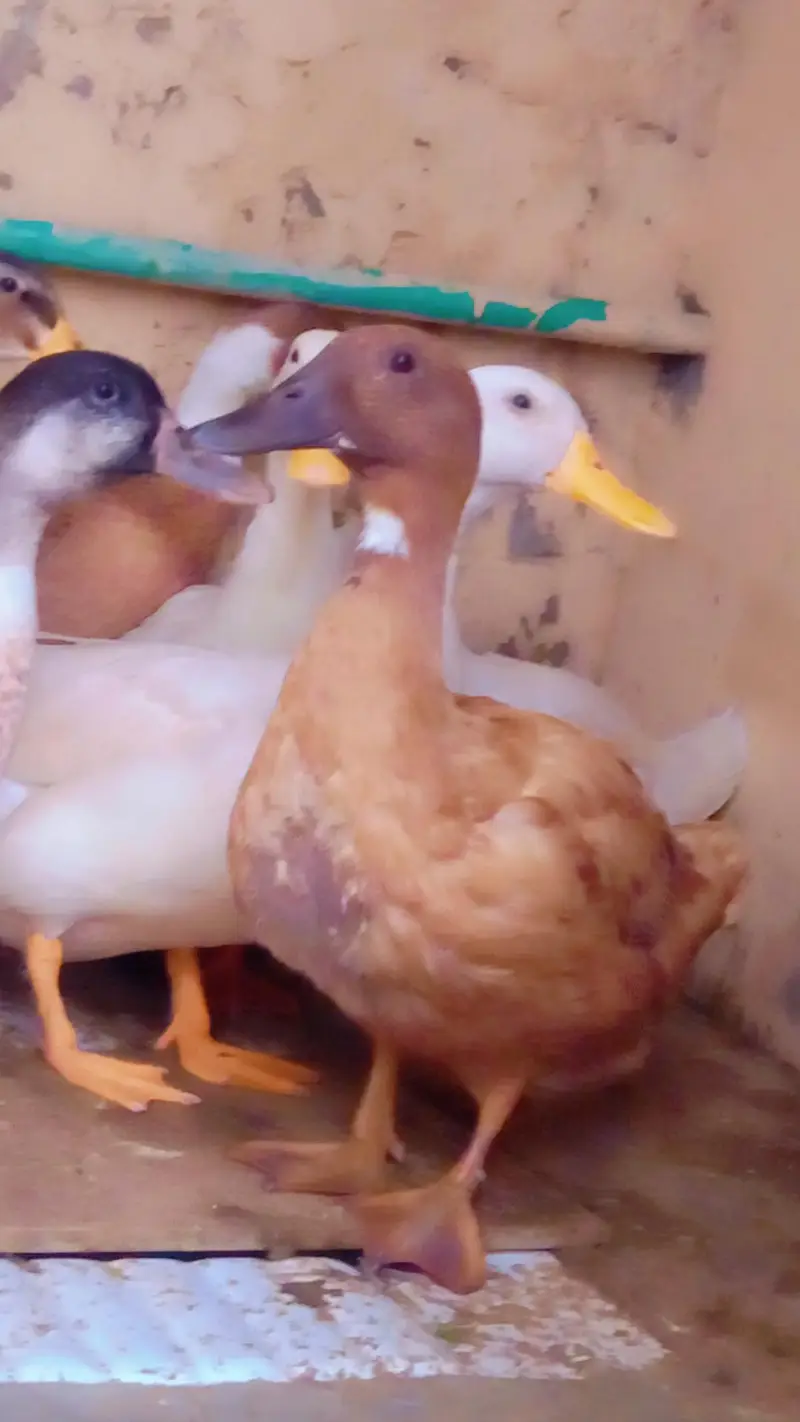 DUKS FOR SALE IN LAHORE 1 MALE 3 FEMALE — photo 9