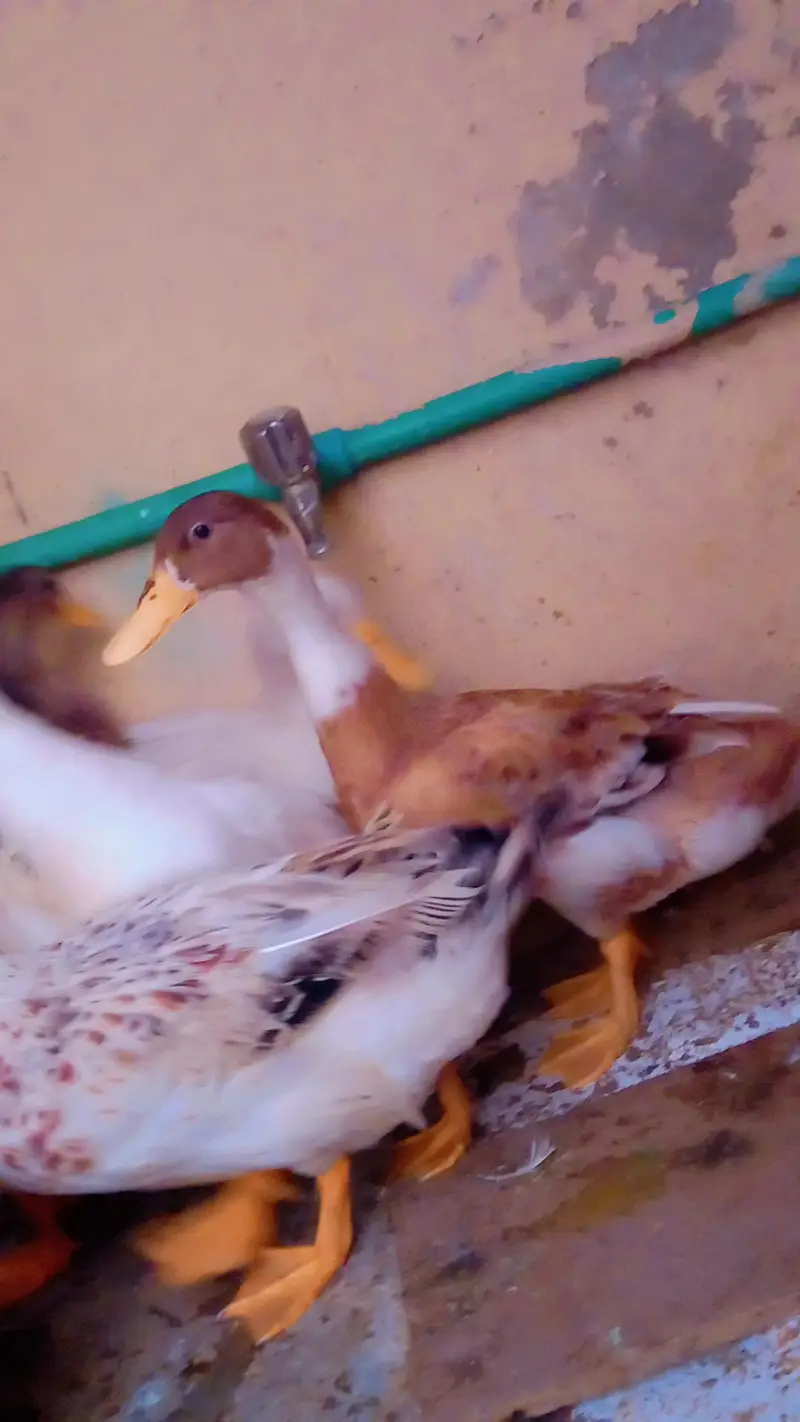 DUKS FOR SALE IN LAHORE 1 MALE 3 FEMALE — photo 10