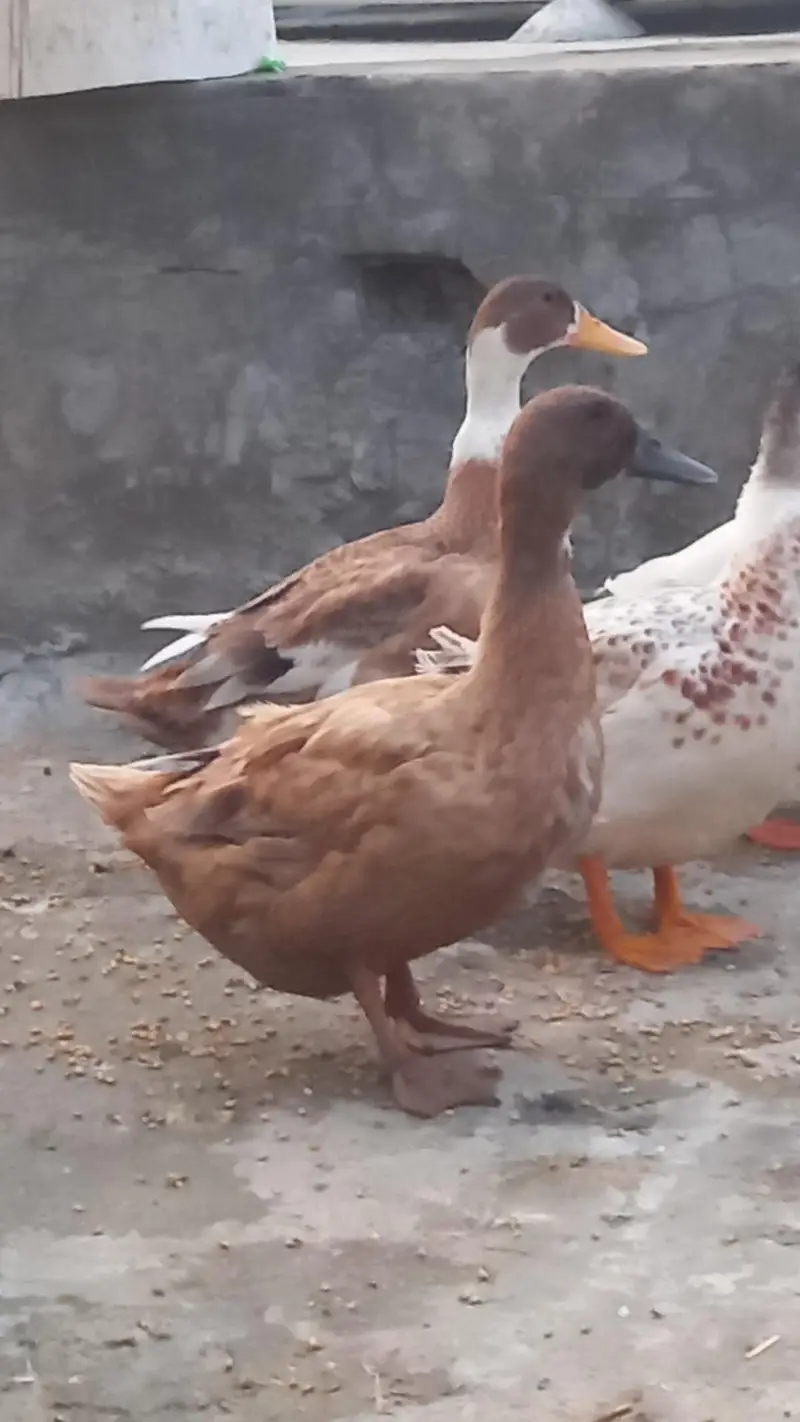 DUKS FOR SALE IN LAHORE 1 MALE 3 FEMALE — photo 11
