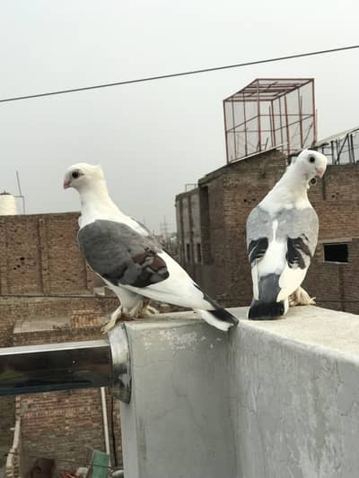 Sentinet ur jermon sherazi pair bht hi kmal ki chiz ha argent sell