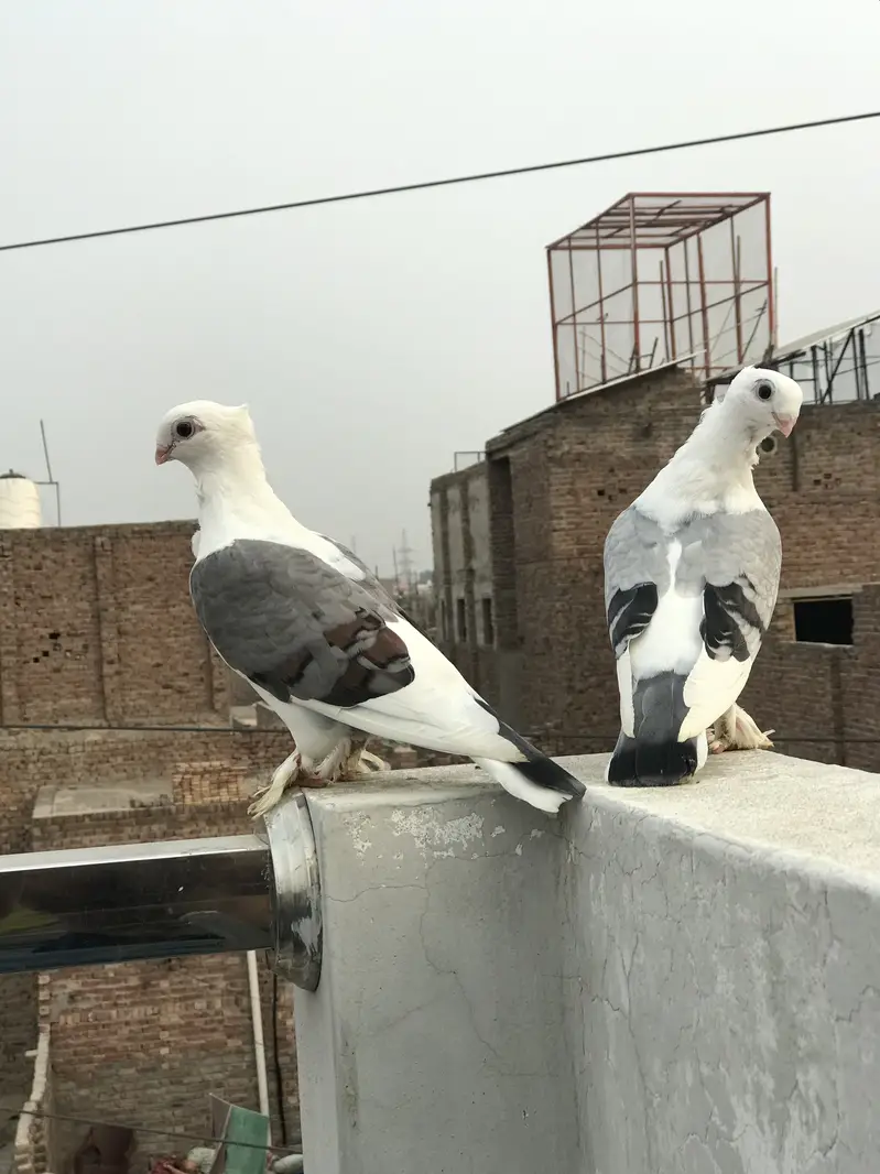 Sentinet ur jermon sherazi pair bht hi kmal ki chiz ha argent sell