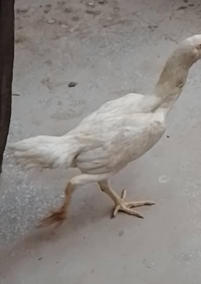 Shamo 2 female 1 Male  For sale