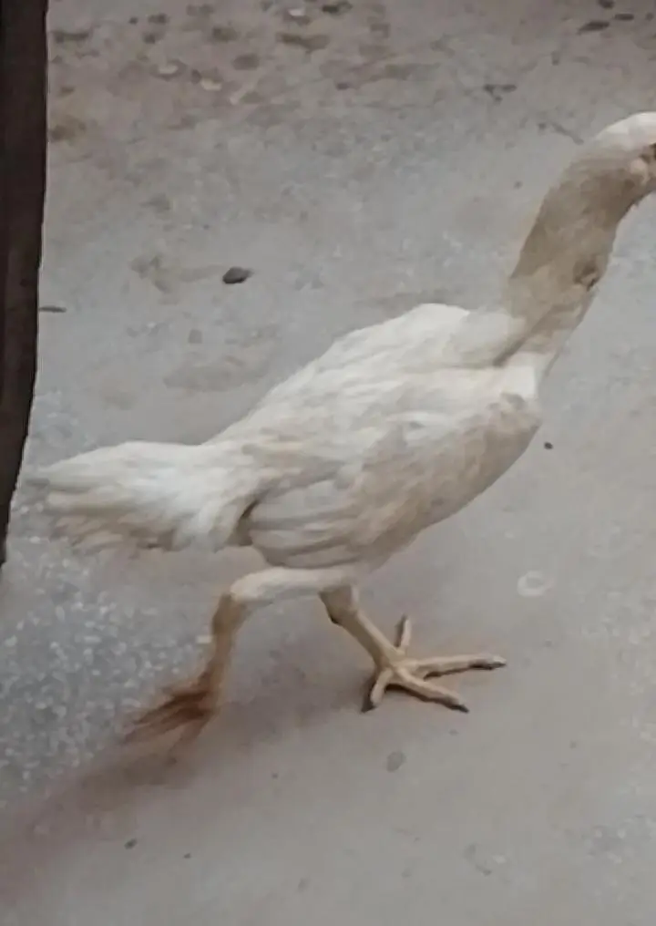 Shamo 2 female 1 Male  For sale