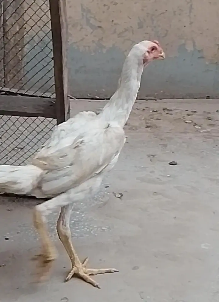 Shamo 2 female 1 Male  For sale — photo 3