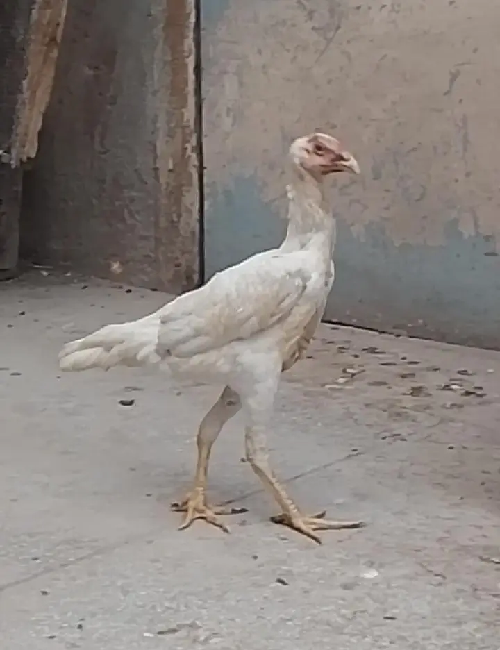 Shamo 2 female 1 Male  For sale — photo 4