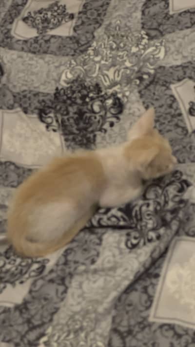 3 Month Old Kitten