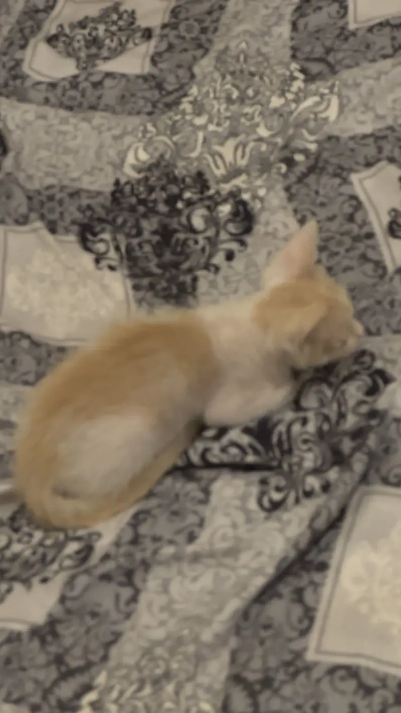 3 Month Old Kitten